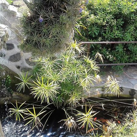 Les Mimosas Menton Bagian luar foto