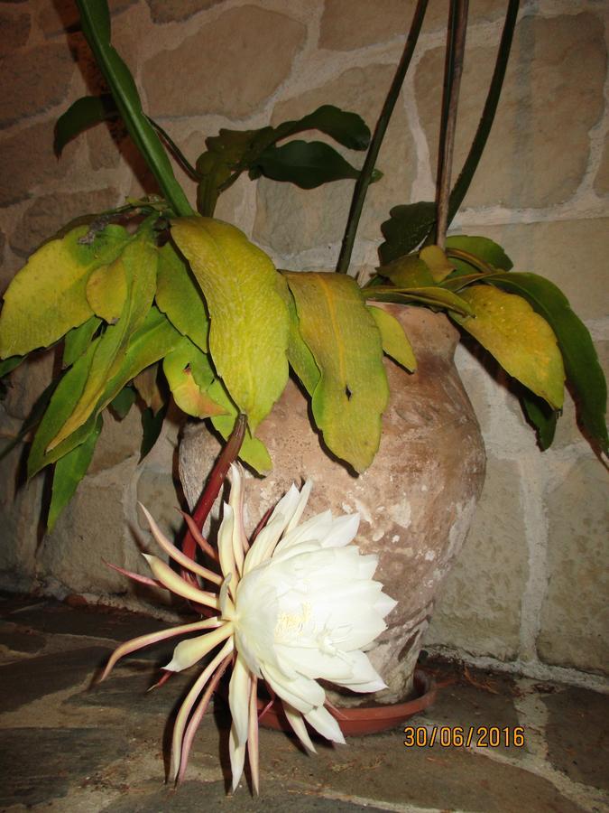 Les Mimosas Menton Bagian luar foto