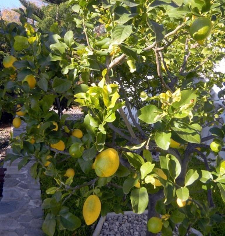 Les Mimosas Menton Bagian luar foto